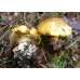 Мицелий Паутинника блестящего (Cortinarius splendens)